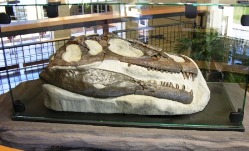 Caesar the Allosaurus
